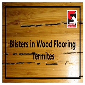 Blisters in Wood Flooring termites - sadguru pest control.png